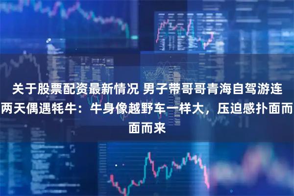 关于股票配资最新情况 男子带哥哥青海自驾游连续两天偶遇牦牛：牛身像越野车一样大，压迫感扑面而来